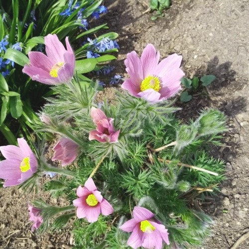 Pulsatilla vulgaris 'Perlen Glocke' - Harilik karukell 'Perlen Glocke'